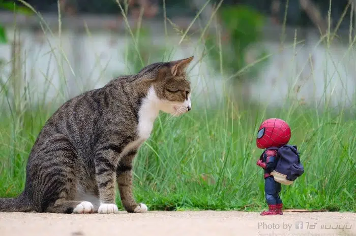Pamitan sama Kucing Kesayangan - Kucing nggak perlu ke penitipan hewan