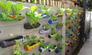 Berkebun agar fisik dan mental sehat