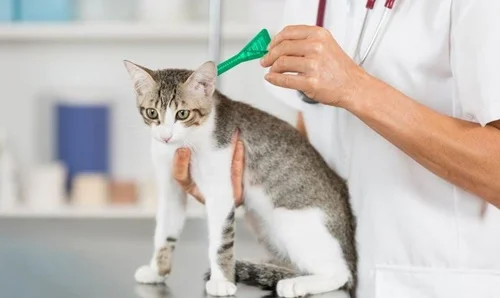 dokter hewan palangka raya