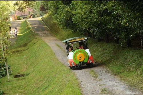 Kereta Wisata untuk Keliling di Perkebunan Kopi