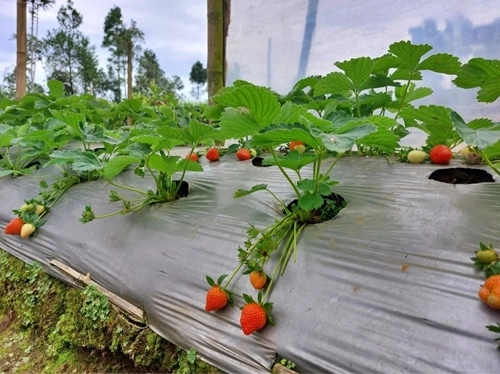 Petik strawberry di Desa Lembah Asri Serang