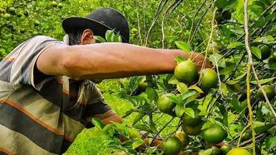 Wisata petik buah Palangkaraya
