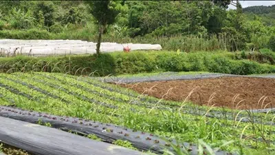 Wisata petik strawberry bali
