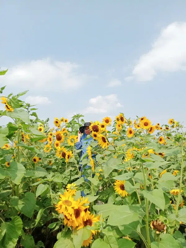 Ladang Bunga Matahari Kota Batu (Foto: dok pribadi)