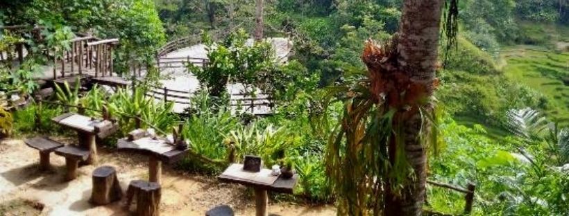 Bali Coffee Plantation - cover