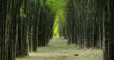 Hutan Bambu Keputih Surabaya Wisata Murah di Surabaya
